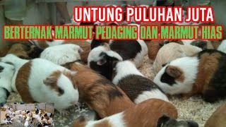 Berternak Marmut Pedaging Dan Marmut Hias Untung Besar