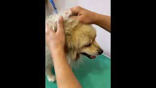 You will be shocked with the transformation | Dog grooming