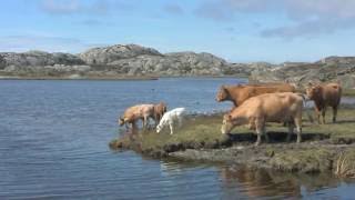 En vandring på Härmanö, Orust kommun. West Coast Sweden