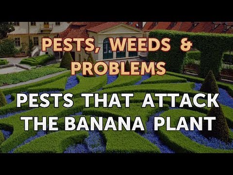 What bugs eat banana plants?