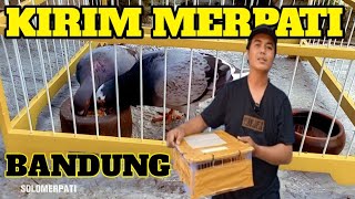 KIRIM SATU PASANG MERPATI KTP WONOSOBO UNTUK TUJUAN BANDUNG