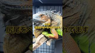 イタズラされるイグアナ#shortvideo #shorts #ショート #iguana #イグアナ #ぺるぎん