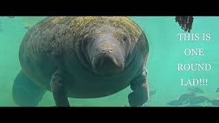 Manatee Monday