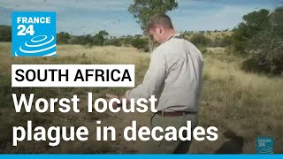 South Africa locusts: Farmers battling worst plague in decades • FRANCE 24 English