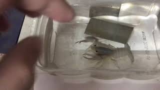 ［美螯日常］討食的小白 #螯蝦 #ザリガニ  #crayfish  #美國螯蝦 #克氏原螯蝦