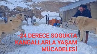 -24 DONDURUCU SOGUKTA KANGALLARIN YAŞAM MÜCADELESİNDEN