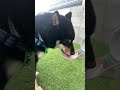 犬は水を飲むとき舌の下ですくうと聞いて撮ってみました　 mameshiba dogbreed dog 豆柴がいる暮らし いぬのいる生活 犬の水分補給