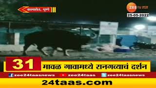 Pune | Maval Gaur | कामशेत इथल्या मावळ गावात रानगवा, ग्रामस्थांमध्ये भीतीचं वातावरण | Zee24Taas