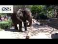 elephant flings a log then picks up log in its mouth in 1080p high definition