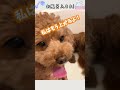 【犬のオナラ】我が家の犬はお風呂に入ると気持ちよくておならします ＃shorts