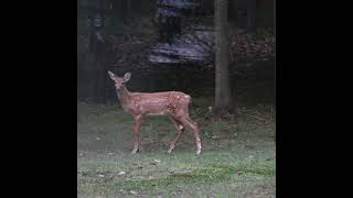 Bambi was in my back yard this morning! #wildlife  #bambi #cerf  #deer #cute  #nature #animals