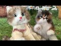 chongker handmade realistic posable jointed plush kitten metacat u0026 artist made kitten comparison