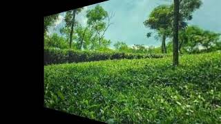 Gonapaty tea | গণপতি চা | RMP | RMT | Tapash | তাপস |