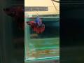 ikan seperti api yg membara #fishcupang #bettafish #fish #viralvideo