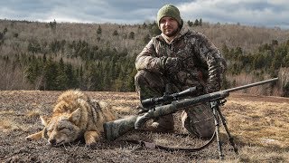 50 Pound Eastern Coyote (CLV Territory) Episode 01: Windstorm