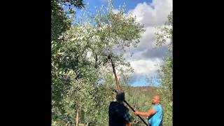 Olivenernte auf Le Fonti in Panzano in Chianti