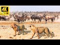 4K African Wildlife: Etosha National Park in African With Real Sounds & Relaxing Nature in 4K Video