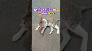 เบิ่งน้องแมวเมล่อนน่ารักๆขี้อ้อนสุดๆ🐈😻🤣🤣#แมวน่ารักๆ#คนรักสัตว์เลี้ยง#บันเทิง#ไม่ชอบเลื่อนผ่าน#shorts