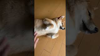 撫でるのを辞めたら目線で撫でを要求する柴犬【尻尾が二重巻の柴犬】#shorts horts