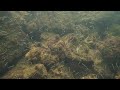 三重県伊勢の海でスキューバダイビング！魚たちを水中カメラで動画撮影しました！