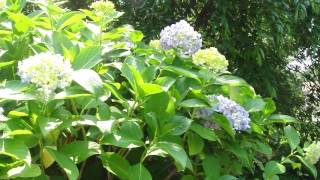 Hydrangeas in Higashi Gyoen 皇居東御苑のアジサイ