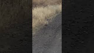 Beautiful Pheasant Running!