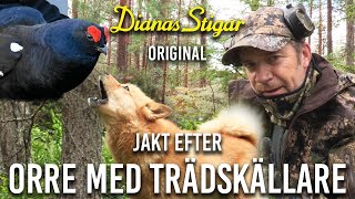 Jakt efter orre med trädskällare (Dianas Stigar Original)