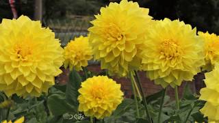 川西ダリヤ園　原種のダリヤと巨大輪のダリア　ダリア図鑑　Kawanishi Dariya Garden Original Dariya and Giant Ring Dahlia