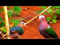 চমৎকার ১০ কবুতর top 10 most beautiful pigeons colorful birds part 2 stunningly beautiful birds