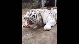 Angry Siberian Tiger Status Video 👿 | Siberian Big White Tiger Roar | Biggest Tiger Ever 👑🐅🐾🐾#shorts