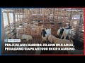 Jelang Iduladha, Pedagang Hewan Kurban di Banjarbaru Sediakan 1000 Kambing dengan Harga Terjangkau