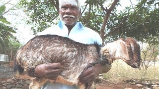 COOKING 10 Kg FULL GOAT FRY || Mouth watering Village Food || Food Money Food