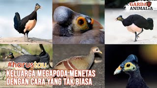 Keluarga Megapoda: Menetas Dengan Caranya Sendiri | #harustau