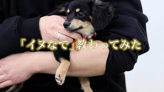 【イヌなでチャレンジ】飼い主さんによるドッグマッサージ ~チワックス編~