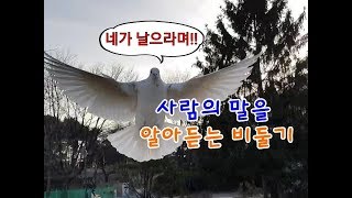 내가 비둘기를 산책시키는방법(feat. 지나가던 꼬마손님)