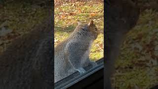 Squirrel looking in kitchen window to get my attention