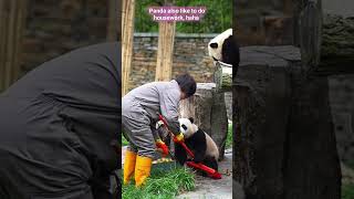 熊猫也喜欢做家务，哈哈😃＃大熊猫乔蕊蕊＃贤贤崽＃蕊蕊崽＃giant panda QiaoRuiRui@张青先生