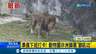 下班就是要叫一下! 壽山動物園非洲獅展\