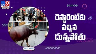 రెస్టారెంట్‌కు వచ్చిన దున్నపోతు - TV9