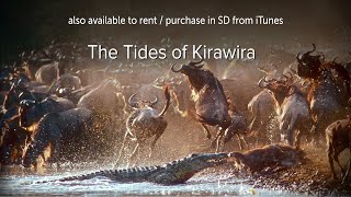 The Tides of Kirawira - OFFICIAL