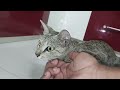 cat vs mouse season 2 cat eats mouse alive rat eaten by cat part 2