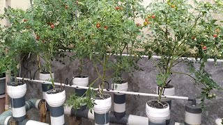 Hydroponic farming ~ Dutch bucket hydroponic mini tomatoes || from seed until harvest