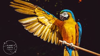 COLOURFUL BREATHTAKING BIRDS, NATURE FILM, AND BIRD SOUNDS IN HD