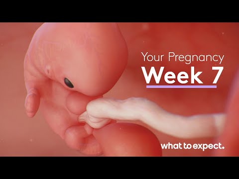 Where is the embryo located at 7 weeks?