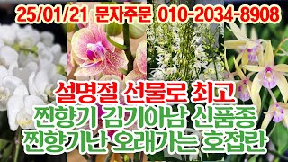 대박 찐향기난 명절선물 찬스 오래가고 꽃도 잘피우는 초보자용 난초 모음 판매