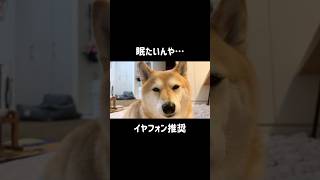 Vol.826 柴犬るな　寝正月気分が抜けない柴犬〜The Shiba Inu is still in a sleeping New Year's mood.