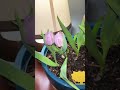 forcing early tulip blooms is so good for my mental health 😇💗 cool plants tulips