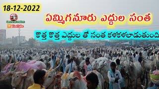 ఏమ్మిగనూరు ఆదివారం ఎద్దుల సంత - సంతలో రేట్లు // Yemmiganur Sunday bull's market | Oxen price's ||..