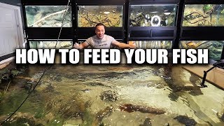 How to feed aquarium fish