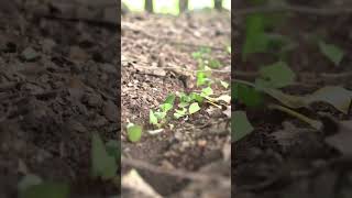 Found an Ant Highway! #learn #ants #anttrail #jungle #costarica